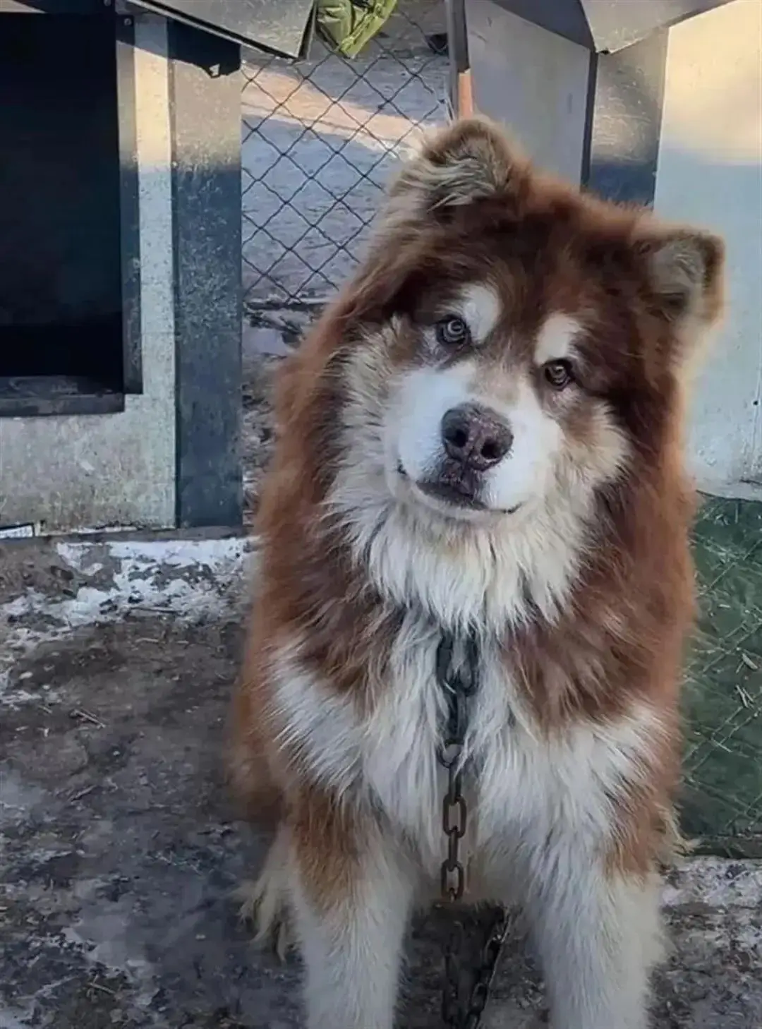 网红训犬师潘宏艾特死亡事件_两百万粉丝抖音网红狗子与我黑料,_训犬师潘宏艾特死亡直播真相